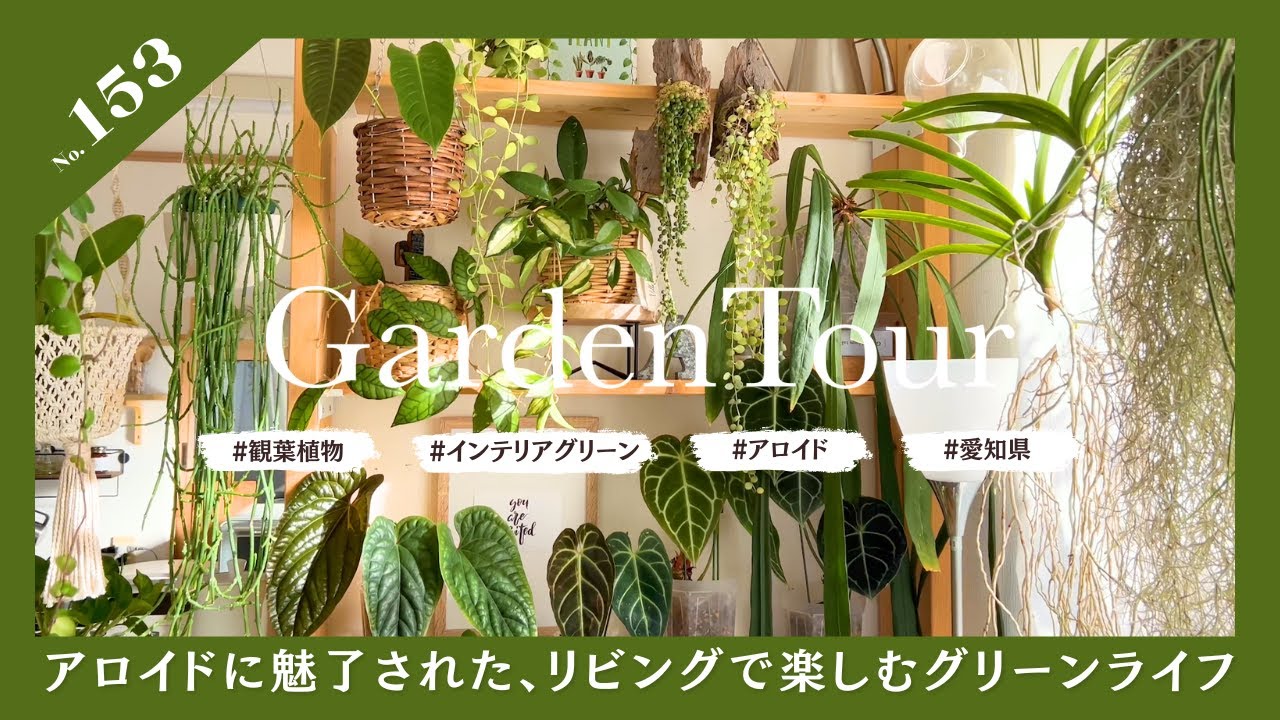 🕊Garden Tour🕊153：アロイドに魅了された、リビングで楽しむグリーン