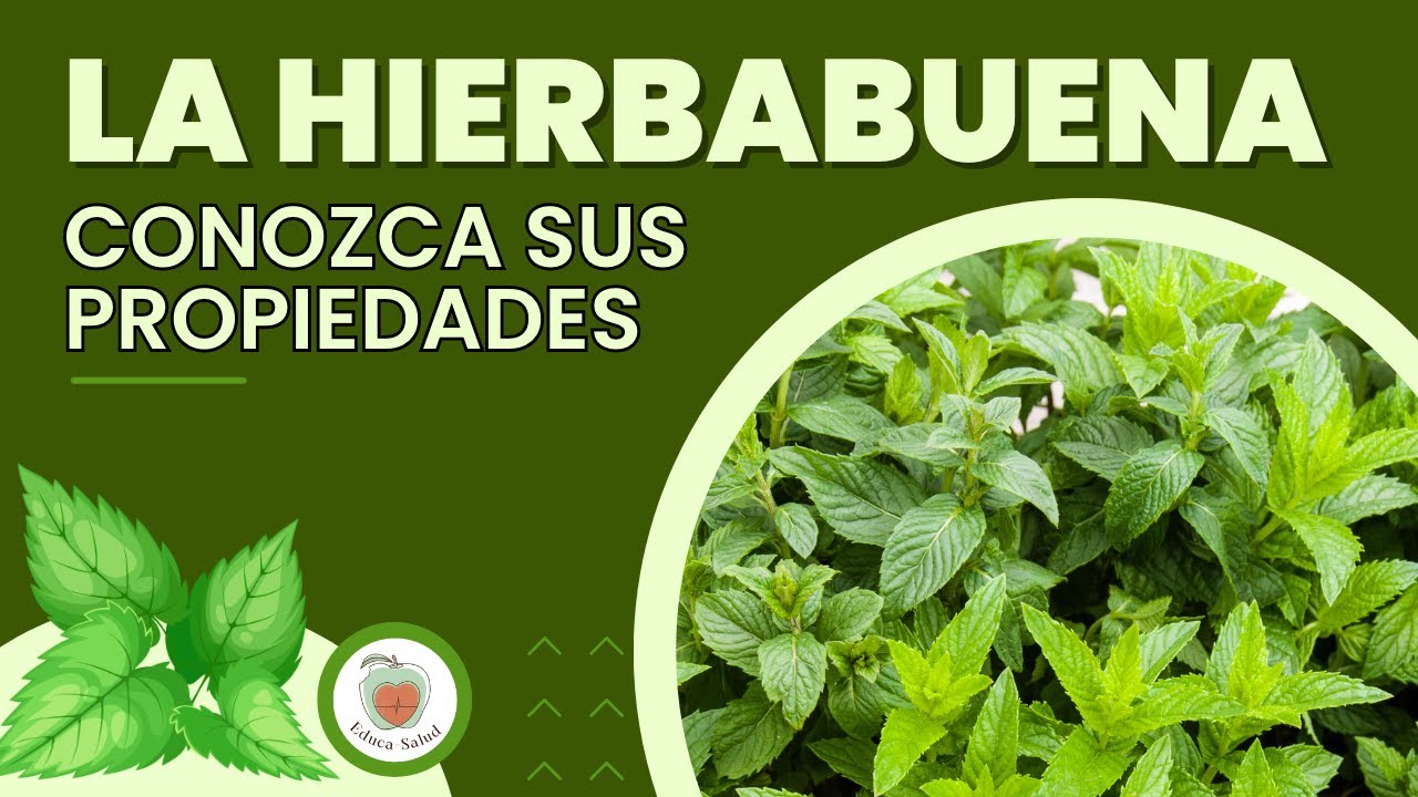 Lugar De Origen De La Hierbabuena www.youtube.com
