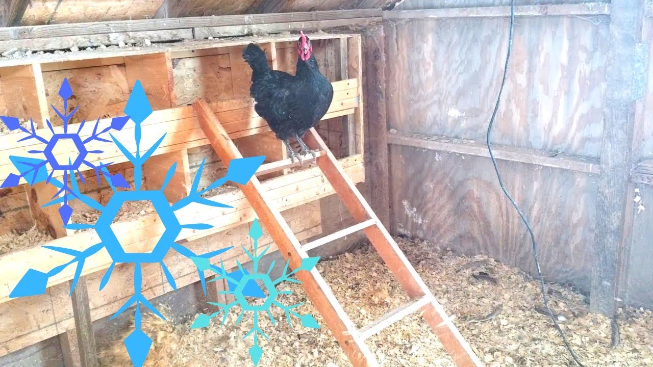 Should You Insulate Your Chicken Coop in Winter???!!! 