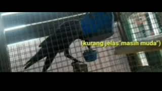 Download Lagu Burung gagak bisa bicara jellas seperti manusia dan bisa nangis, ketawa,menjerit dan lain lain MP3
