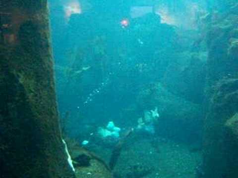 A puffin swimming in a tank at the Seward Aquarium in Seward, Alaska