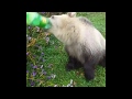 Bear drinking soda