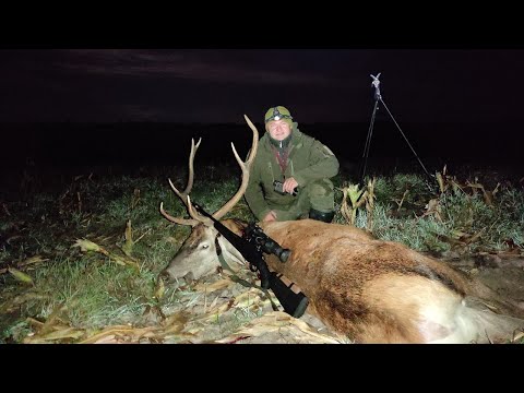 №94 Леденящая Охота на оленя. Забрал побеждённого. Выстрел в кадре.