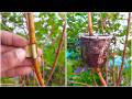 Best grafting technique 100% successful