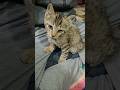 aaj jordan ki tabiyat kharab ho gyi hai 😭😭 #cat #catvideos @CatVision3D @PrincessNikacat