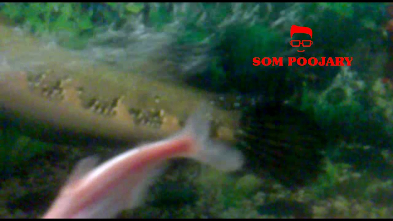 large snake head fish in aquarium Large snake head fish in aquarium