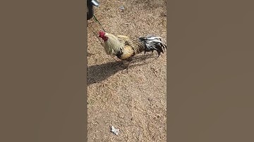 long tail aseel Java murga #aseel #murga #aseelmurga #kashipur #shorts #short #viral