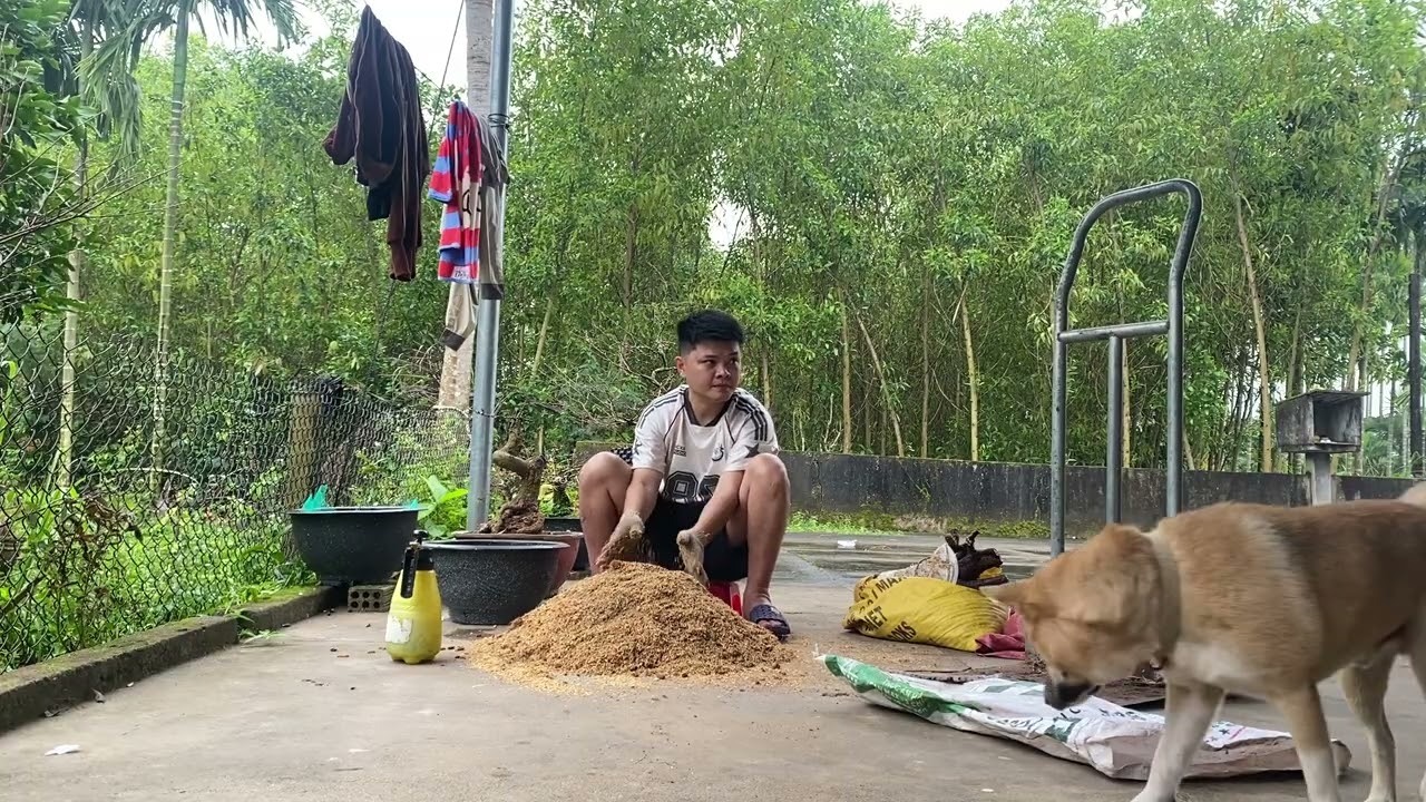 Hướng dẫn trồng chậu mai 