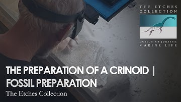 THE PREPARATION OF A CRINOID | FOSSIL PREPARATION