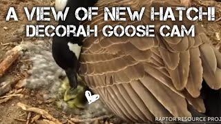 Decorah Goose Cam ▪︎ Cute New Hatch! ▪︎ 4\/22\/24 ▪︎ Explore.org
