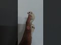 sugar glider Lucy albino colour
