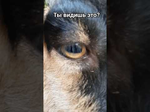 Что скрывает этот взгляд?.. 😳🐐 #коза #животные #зоопарк #животныеглазами #милота #козочка #эмоции