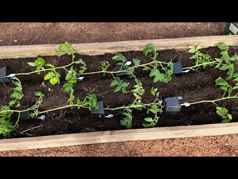 Высадка томатов в теплицу! Секреты ранней посадки рассады