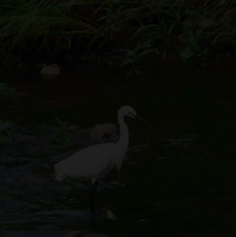コサギ調布地区ショート 2024 05 29 #コサギ #野鳥 #birds #birdwatching #nature #自然観察ぶらり散歩