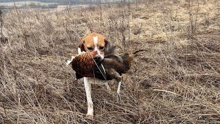 Pheasant hunting| Romania| Pointer inglese| Caccia con pointer| Fagiani selvatici| Asha