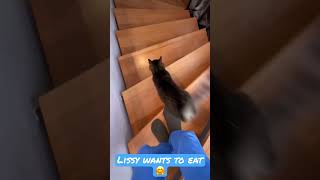 #lissy #shorts #cat #funnycats #lustigekatzen #lustigekatzenvideos #funnycatsvideos #video