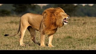 Lion a Documentary - Top Documentary 2017