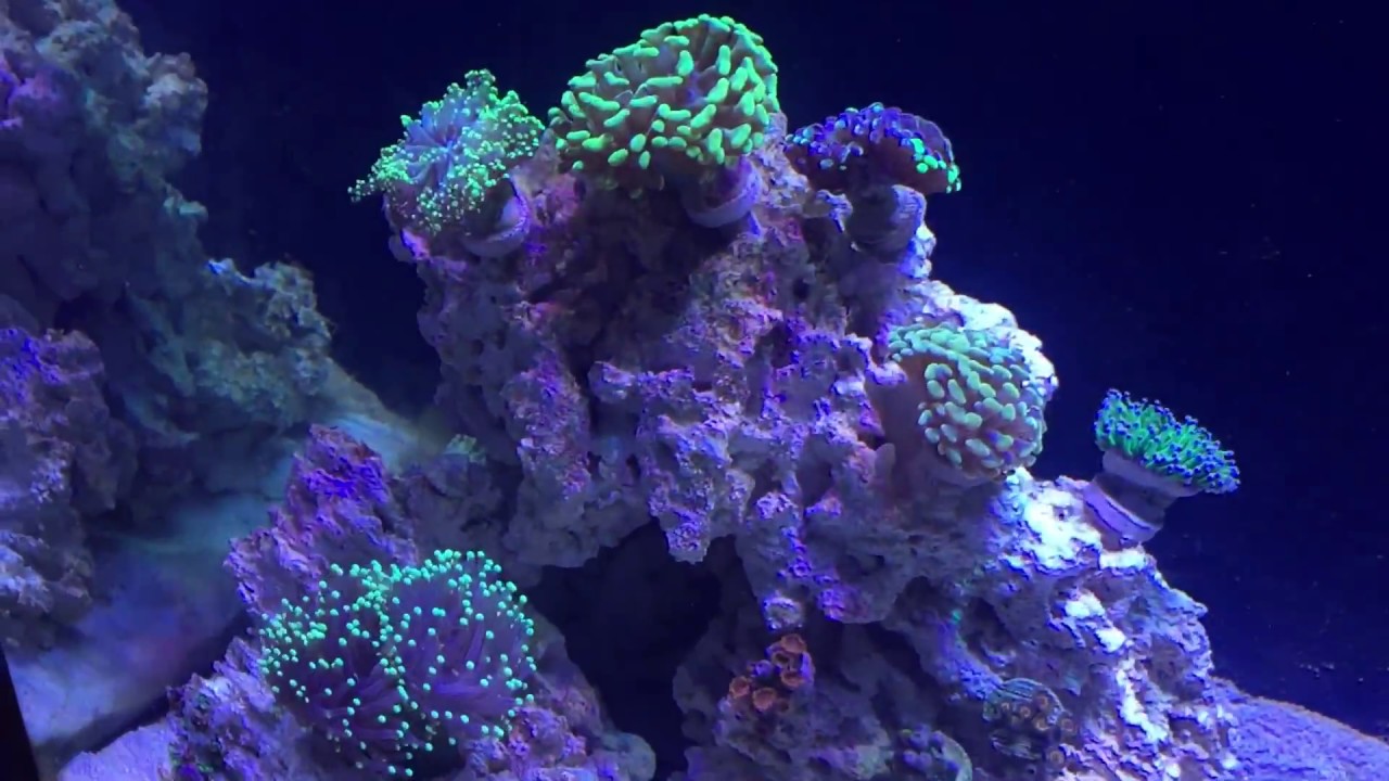Corals Added From Cherry Coral Live Sale YouTube