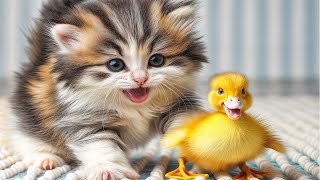 FUNNIEST Pets.The Kitten Is gradually recovering its health, playing with the duckling 🤣 Funny Cute.