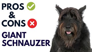 Giant Schnauzer Breed Pros and Cons | Giant Schnauzer Advantages and Disadvantages #AnimalPlatoon