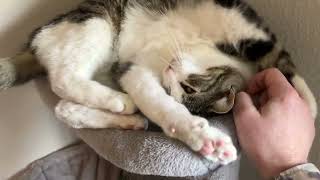 Lazy Cat