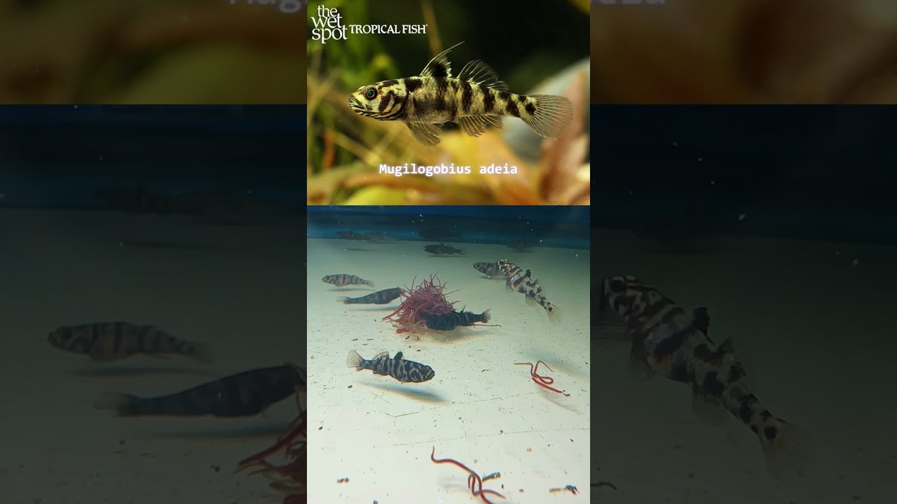 The Nano Goby More People Should Keep