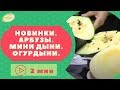 Новые сорта арбузов и дынь. Марценюк Надежда