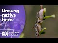 Unsung Australian Hero | Australian Native Plants | Gardening Australia