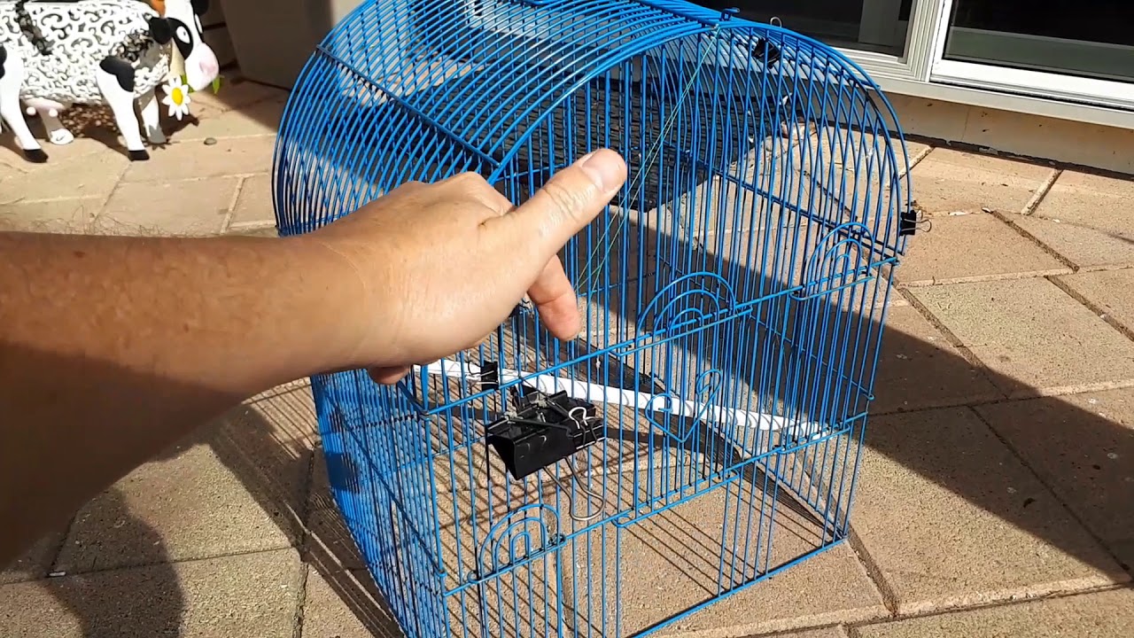 How To Catch An Escaped Budgie - Untamed Wild Budgie Outside