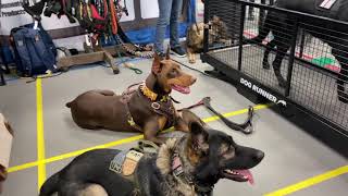 Doberman With My London Tan English Bridle Leather Aggressively Spiked Dog Collar at The Pet Show