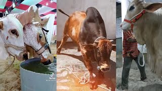 ⁣Tik Tok Eid Ul Adha Special | Tik Tok Trending Videos