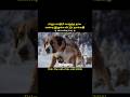 This dog is very talented#shorts|the call of the wild|#short