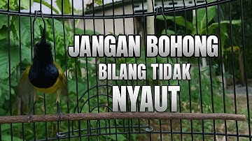 PANCINGAN SOGON CEPAT EMOSI DAN GACOR PERMANEN #sogon #sogongacor #pancingansogon 