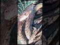 😵muddy water  fishing🔥😱🤤 @RandomVloggerTamil