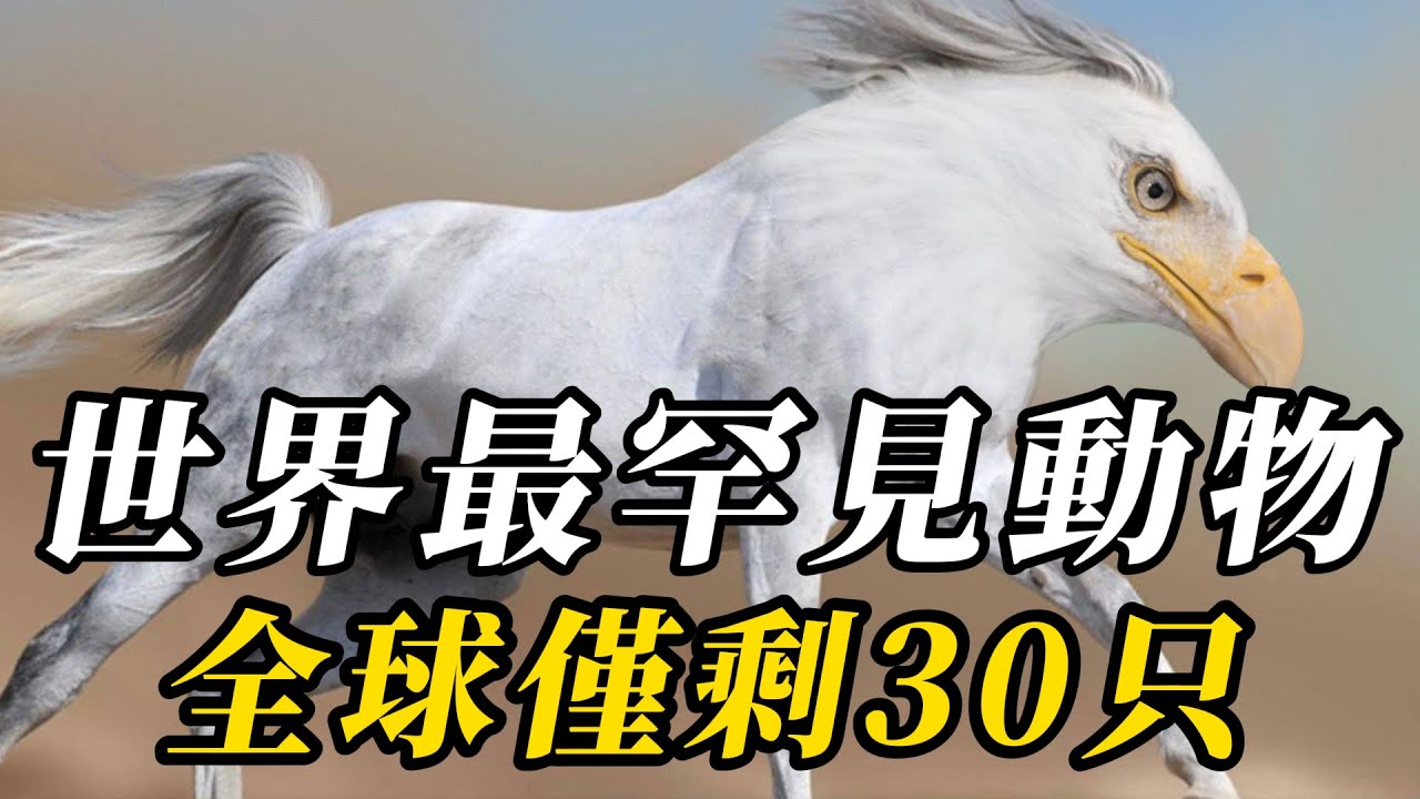 全世界最罕見的10種動物，第五名和大象是近親，體型卻是它億萬分之壹！第壹名短脊無脖，罕見程度遠超國寶大熊貓！#动物 #animals #知识渊博 #科普 #百科密码 #野生动物 #寵物 #特有種
