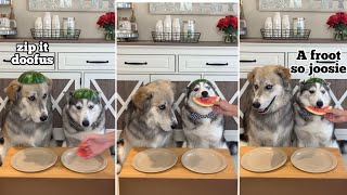 Dogs Try Different Foods