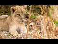 Sibling Dynamics in Lion Behavior