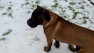 PUPPY FIRST TIME SEEING SNOW | Watch how he reacts  #dog #puppy by Burpees & Bulgolgi 3,682 views 2 years ago 1 minute, 55 seconds