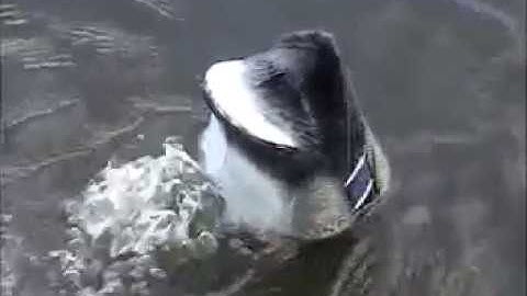 Homemade DIY Motion Feeder Duck Decoy / Swimming Decoy / Goose Hunting