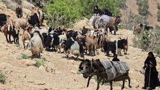 Hard Cave Life of Iranian Nomadic Women | Dangerous Cold Migration🏔