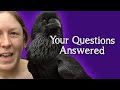Fable the Raven | Q&A - Answering your questions!