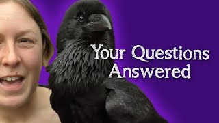 Fable the Raven | Q&A  Answering your questions!