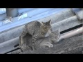 Gatos apareándose - Cats Matting  videosucesos.com