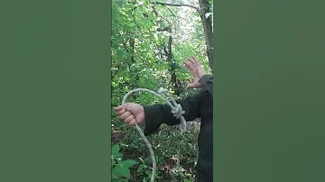 Что делать если набросилась змея