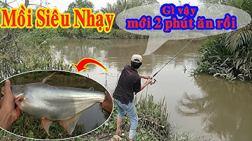 Câu Cá Tra Sông , Phát Hiện Bài Mồi Siêu Nhạy Quăng Đâu Dính Đó ✅