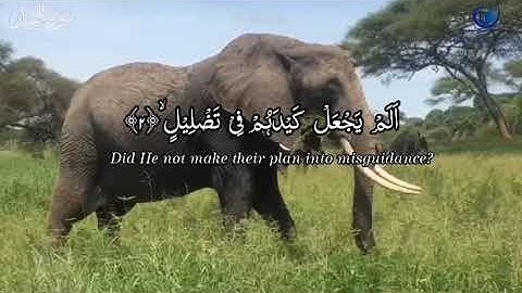 Surah Al-Fil (The Elephant) Arabic and English translation سورة الفيل مترجمة