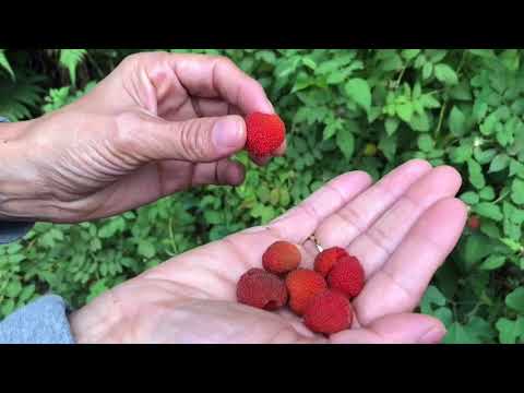 Vídeo: Os rubus phoenicolasius são comestíveis?