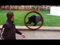A Panther Stalked A Unsuspecting Man From Behind But Then The Unbelievable Happened 