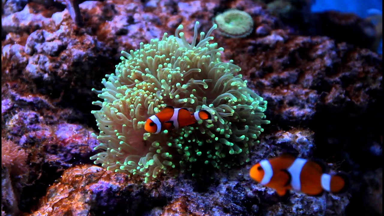 Clownfish in Torch Coral. YouTube