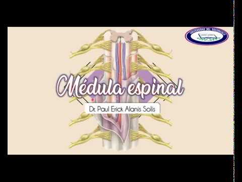 Vídeo: Diagrama Y Función De Los Nervios De Las Meninges De La Columna Lumbar - Mapas Corporales